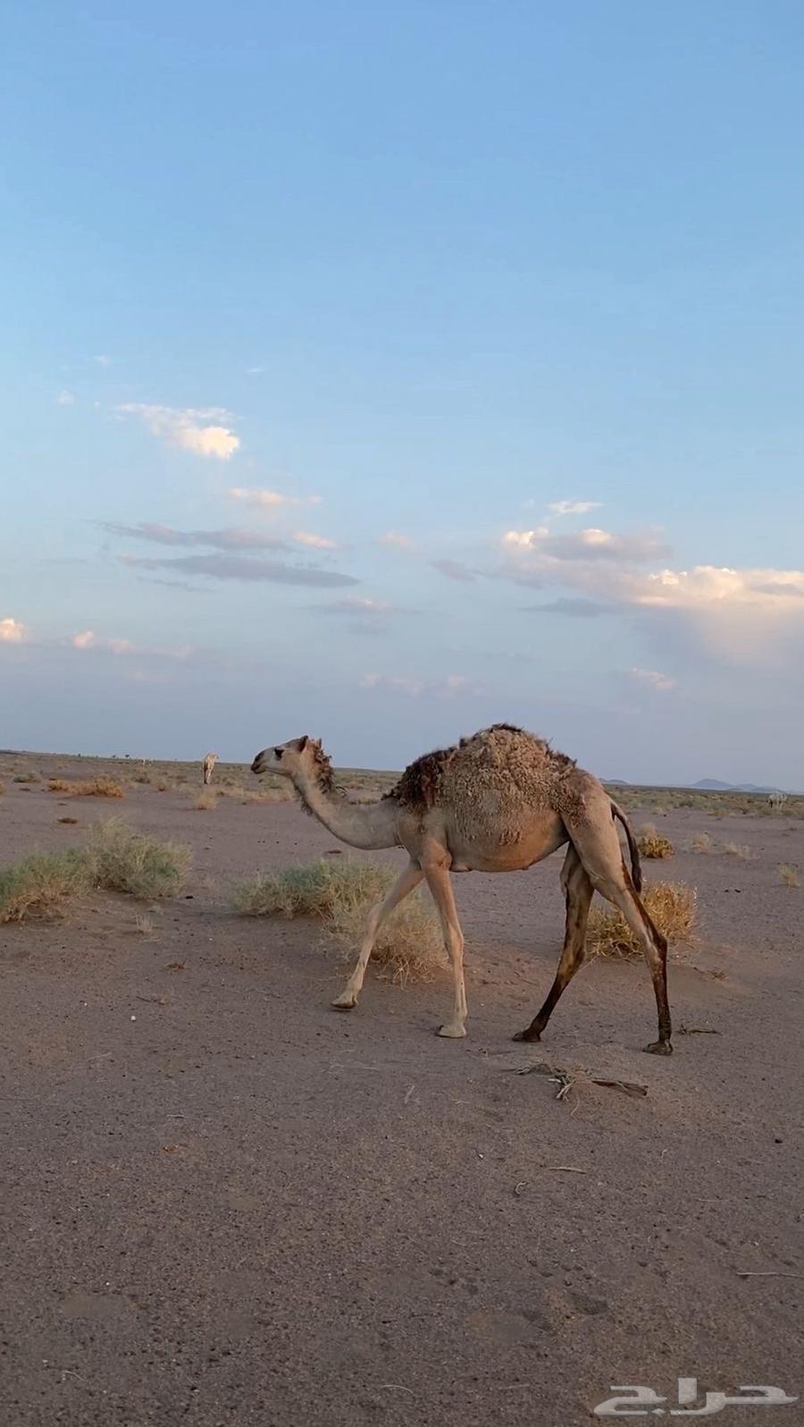 ابكار عدد 2 للبيع لهن سنتين64622351804419111