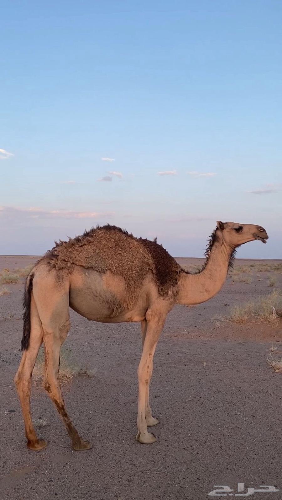 ابكار عدد 2 للبيع لهن سنتين64622351804419110