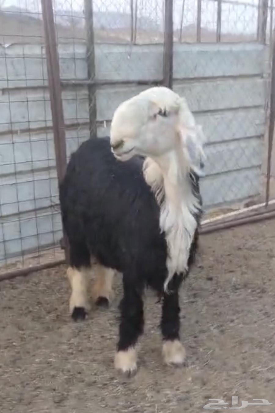 Najdi Stallion Project – Premium Breed, No. 1164623612290562110