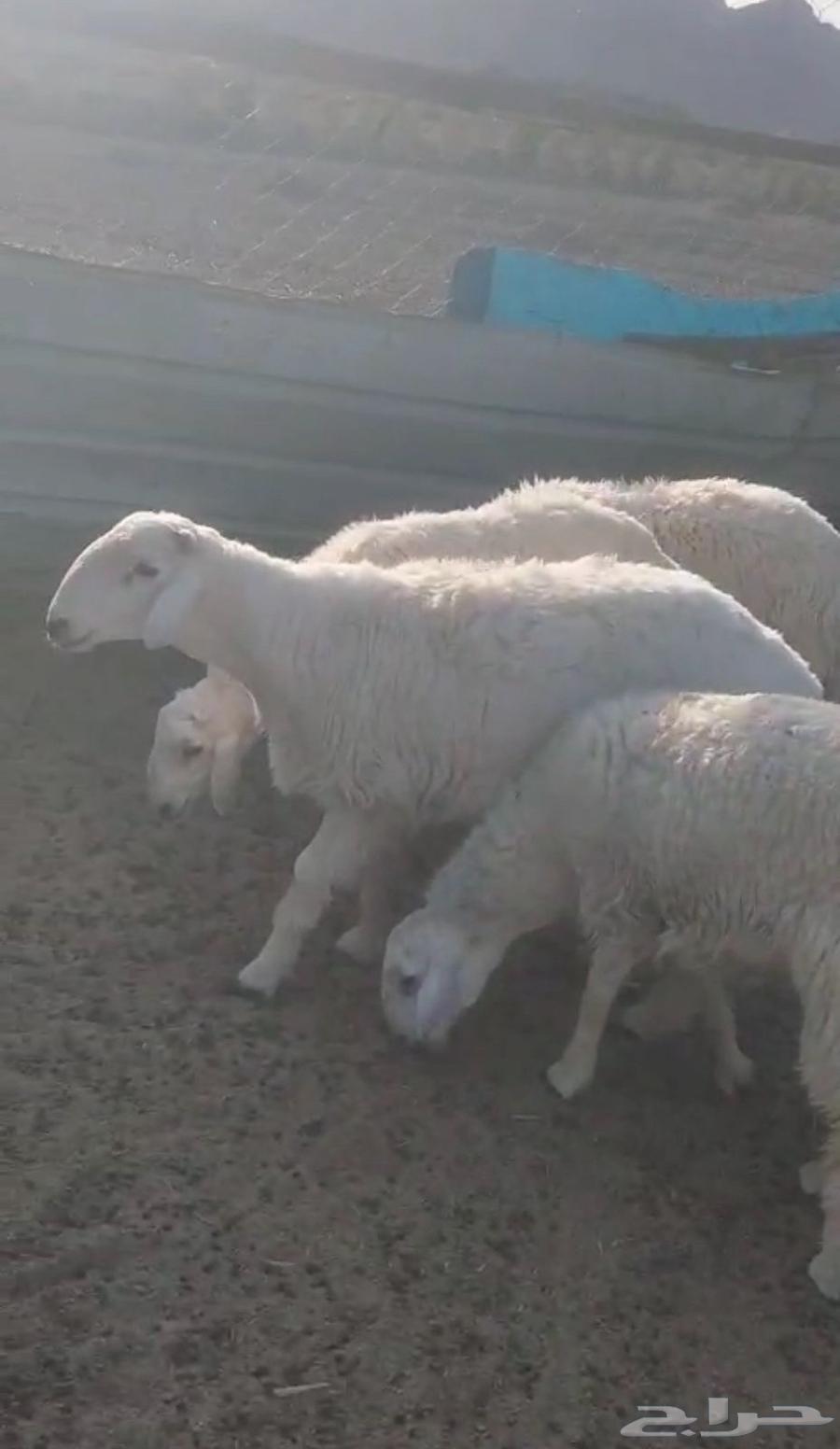 طليان للبيع64617851470593110