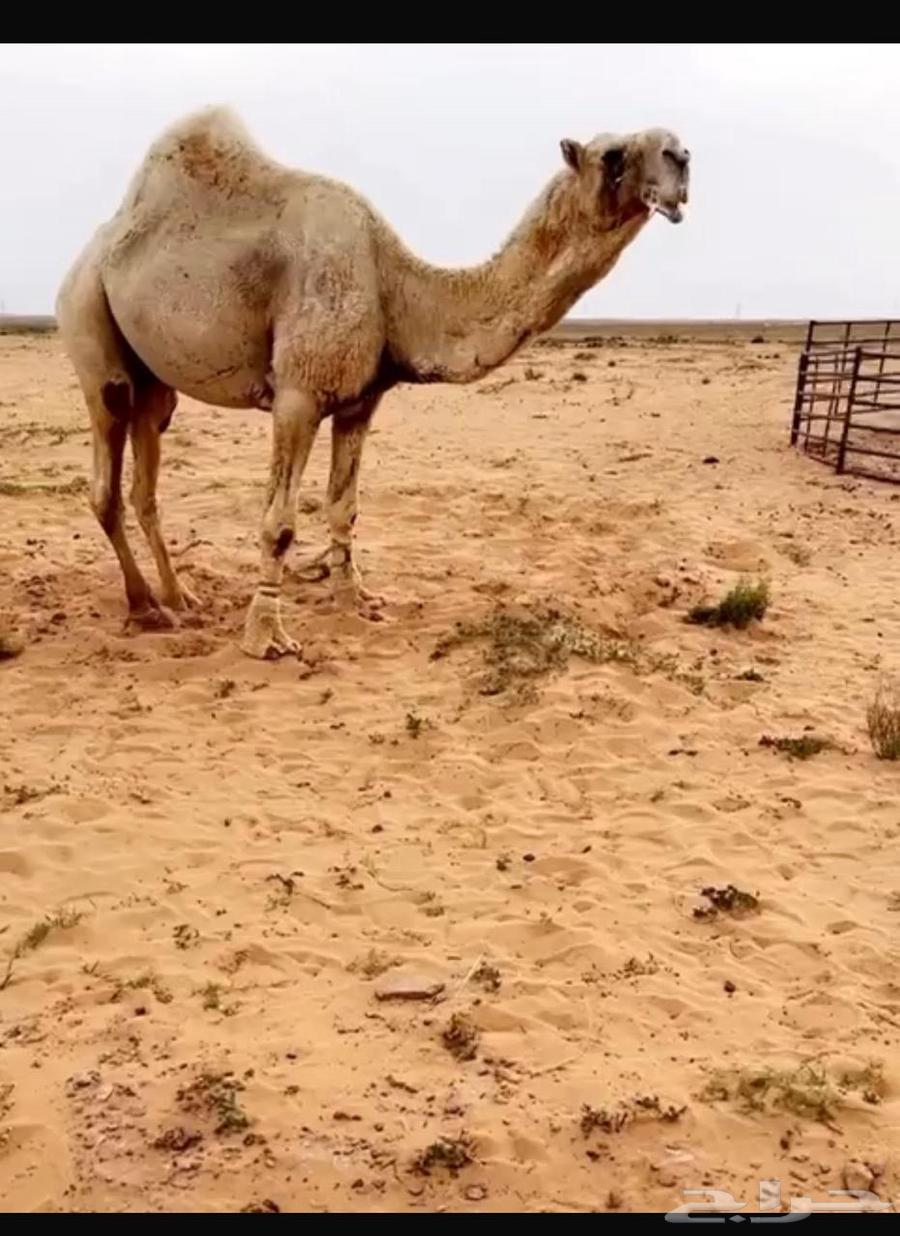 للبيع بكره رمانيه64621567406337114