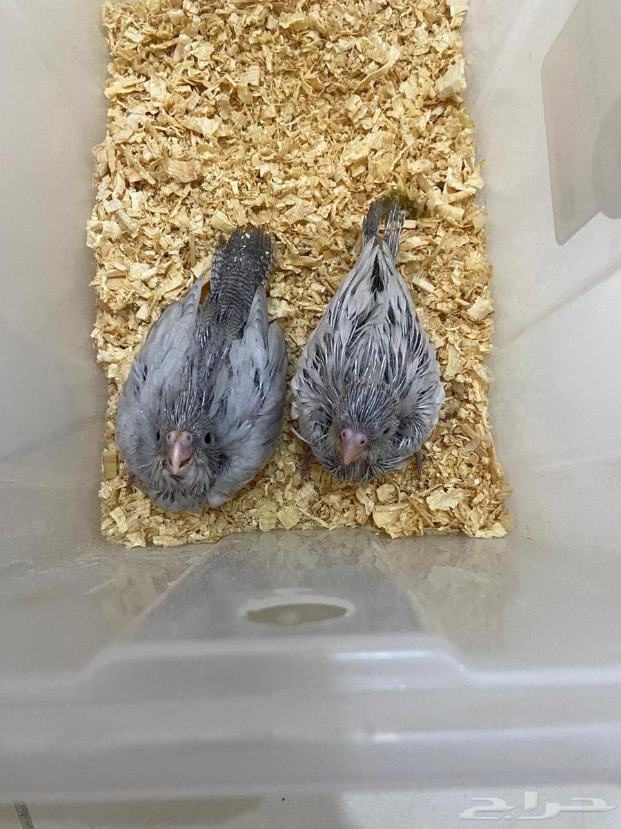 فروخ كوكتيل طفرة الاميرالد من النوادر تم البيع64621330176514112