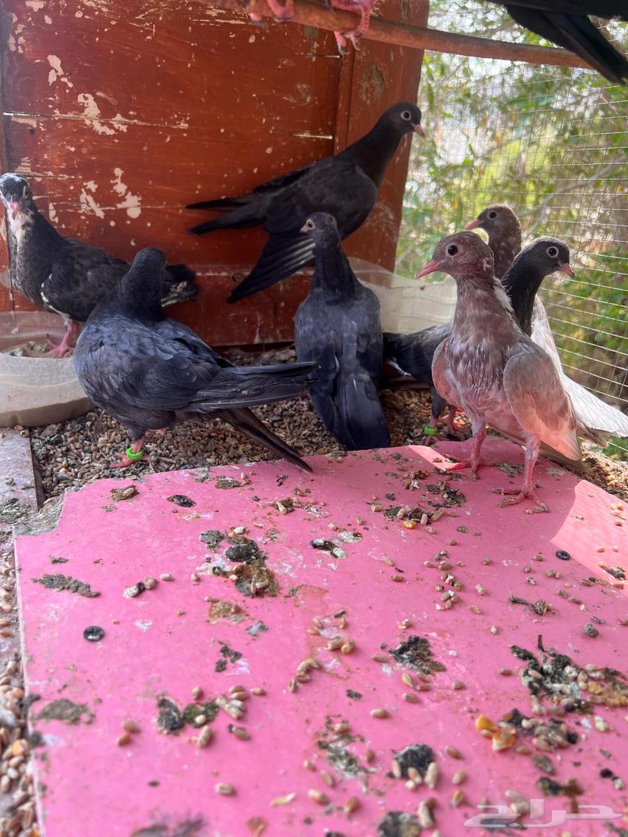 5 أزواج طبات صنعاني شيبه64618934681347112