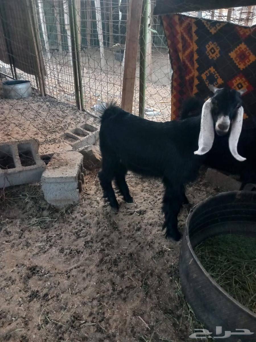 طليان وتيوس للبيع64618078189697112