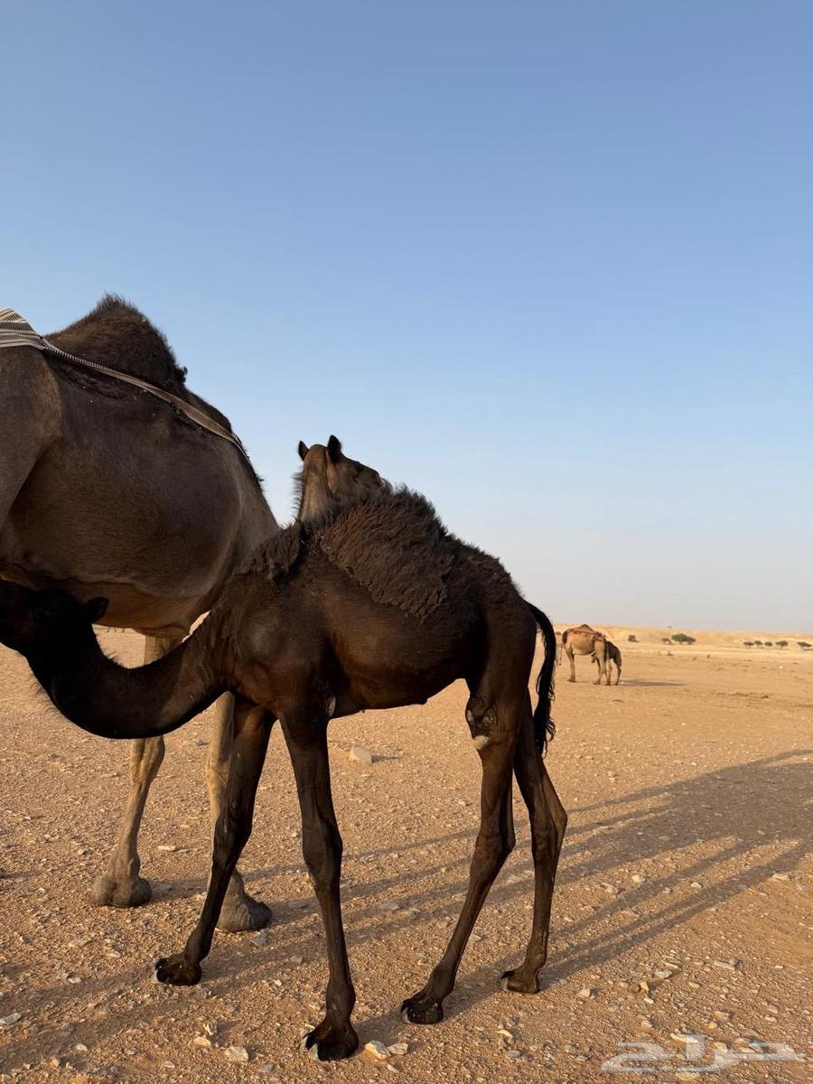 Sitting64623789707777111