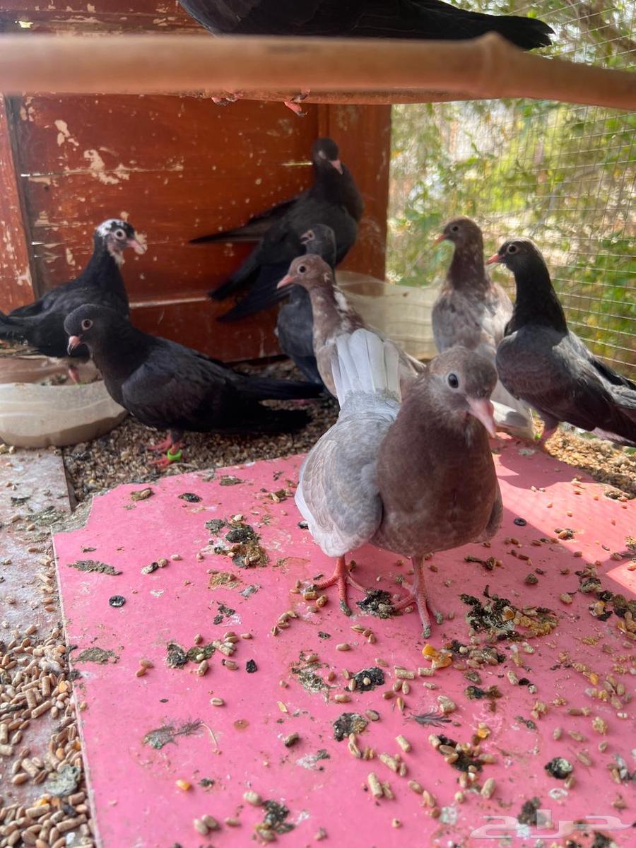 5 أزواج طبات صنعاني شيبه64618934681347111