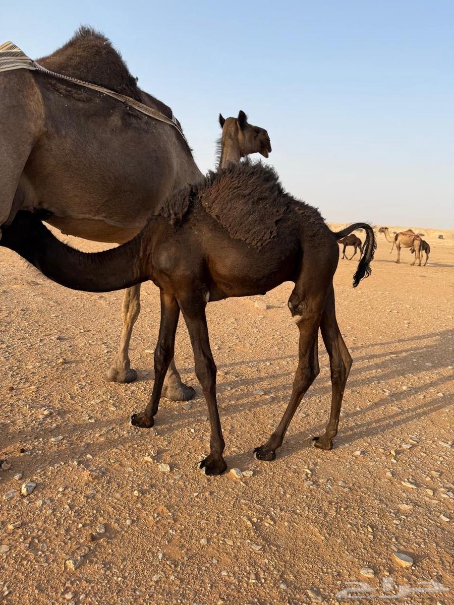 Sitting64623789707777110