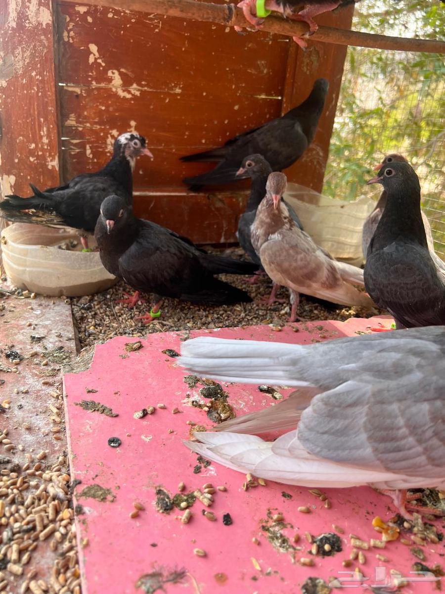 5 أزواج طبات صنعاني شيبه64618934681347113