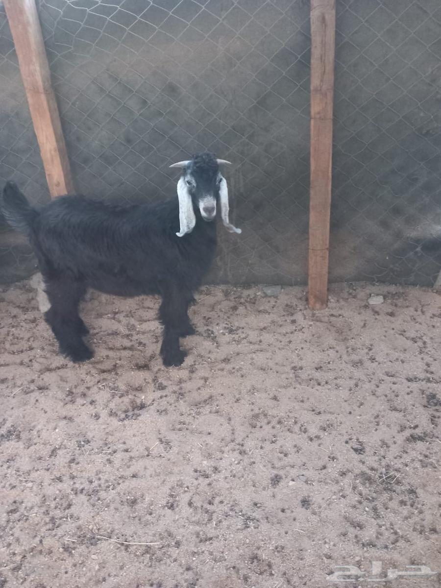 طليان وتيوس للبيع64618078189697111