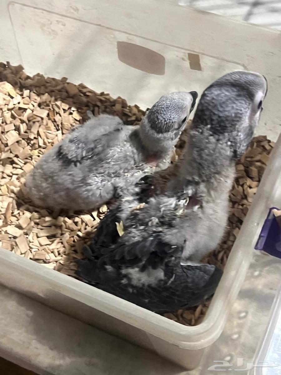 Local Super Broiler Chickens64616802816385111