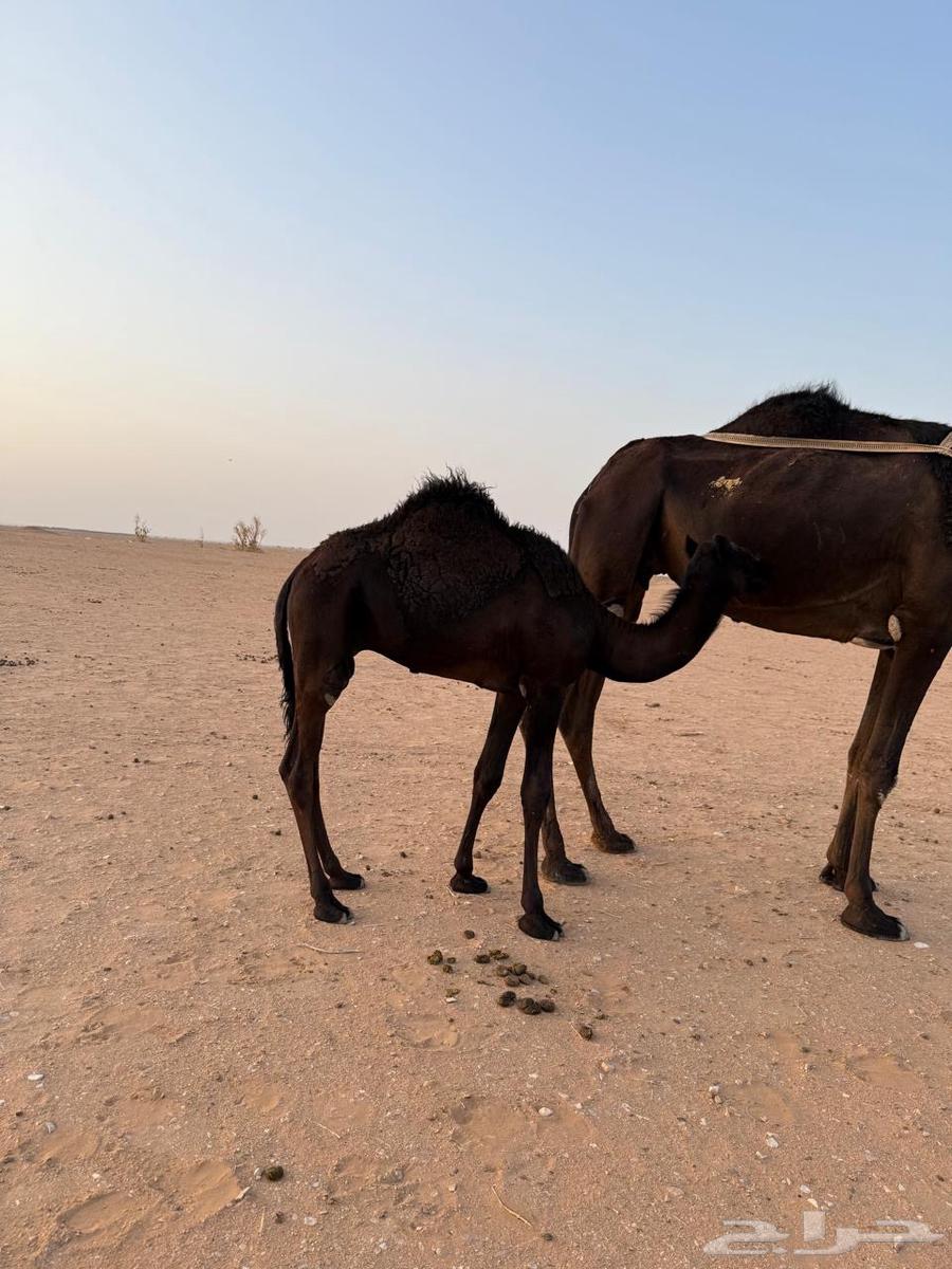 Sitting64623789707777112