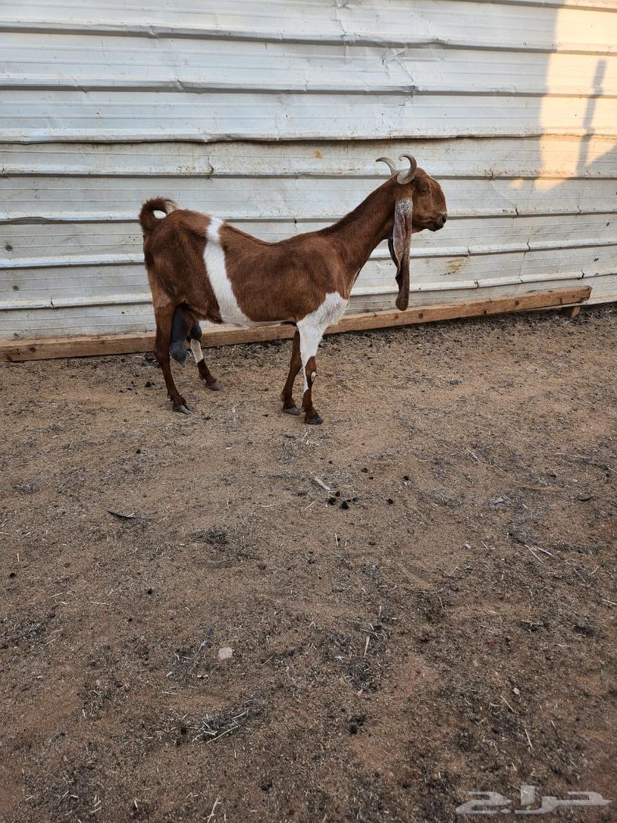 Jointly Owned Goat, Milk Included64624131930754111