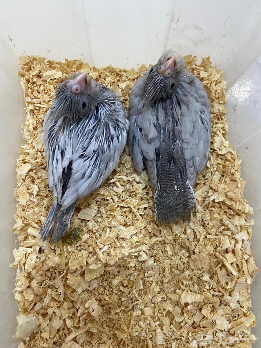 فروخ كوكتيل طفرة الاميرالد من النوادر تم البيع64621330176514111