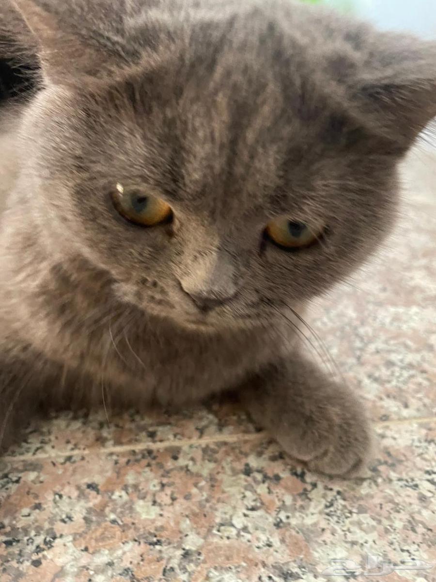 قط سكوتش من آب هملايا اليف انثى64621380450819110