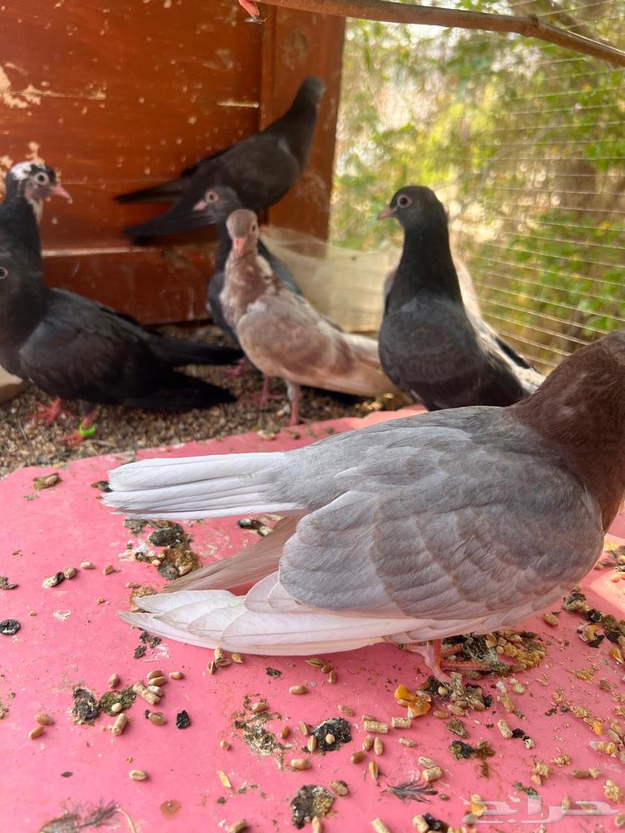 5 أزواج طبات صنعاني شيبه64618934681347110