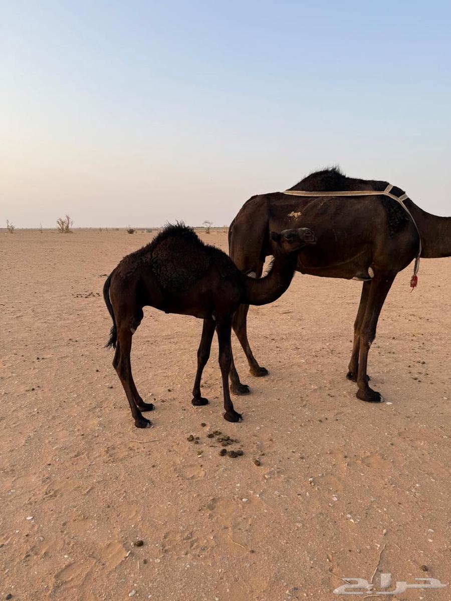 Sitting64623789707777113