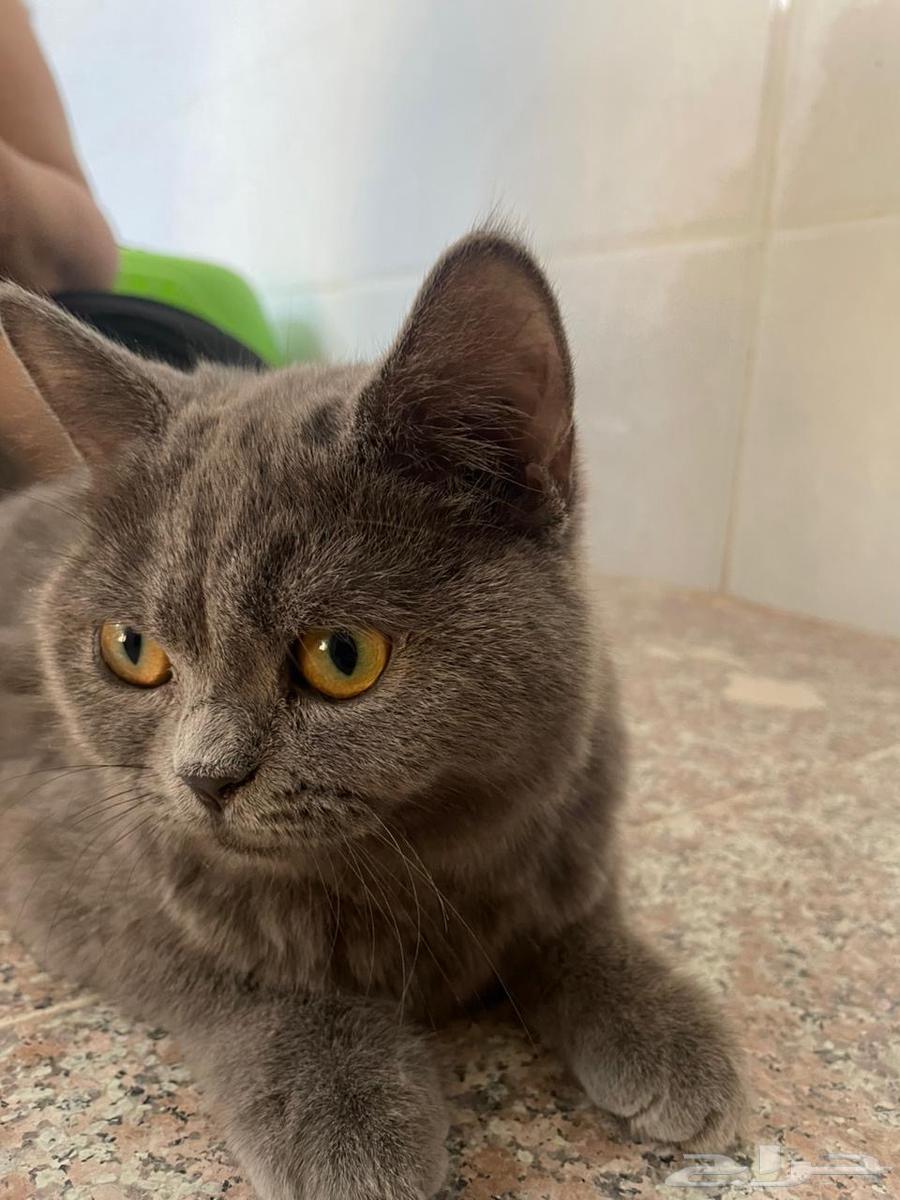 قط سكوتش من آب هملايا اليف انثى64621380450819114