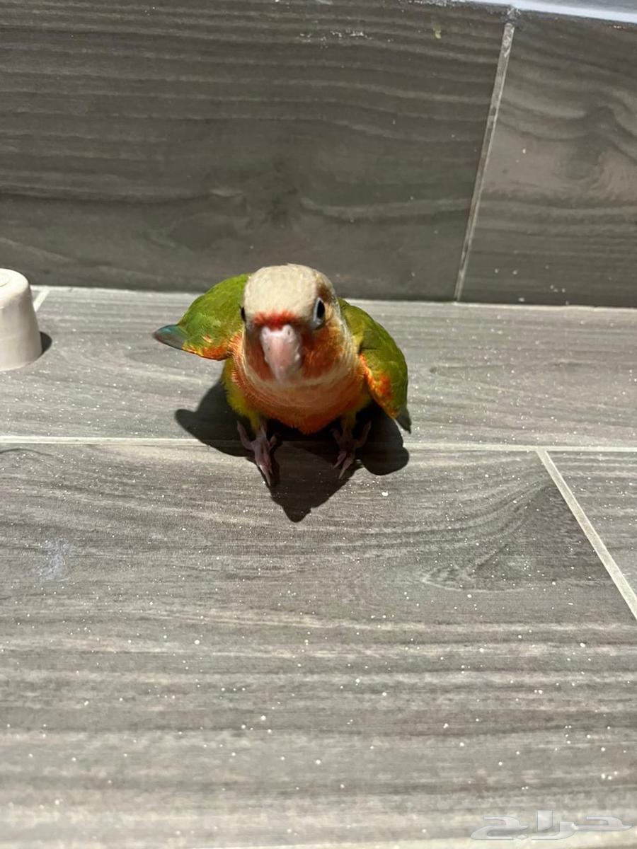 كنيور شبه مفطوم64616628660610112