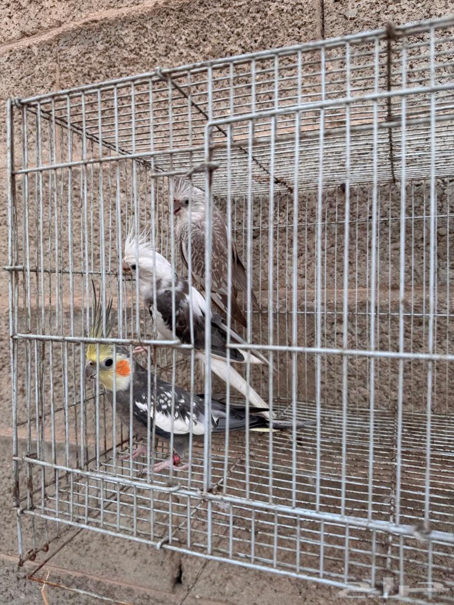 كروان للبيع جوز و فرايد64624303047042113