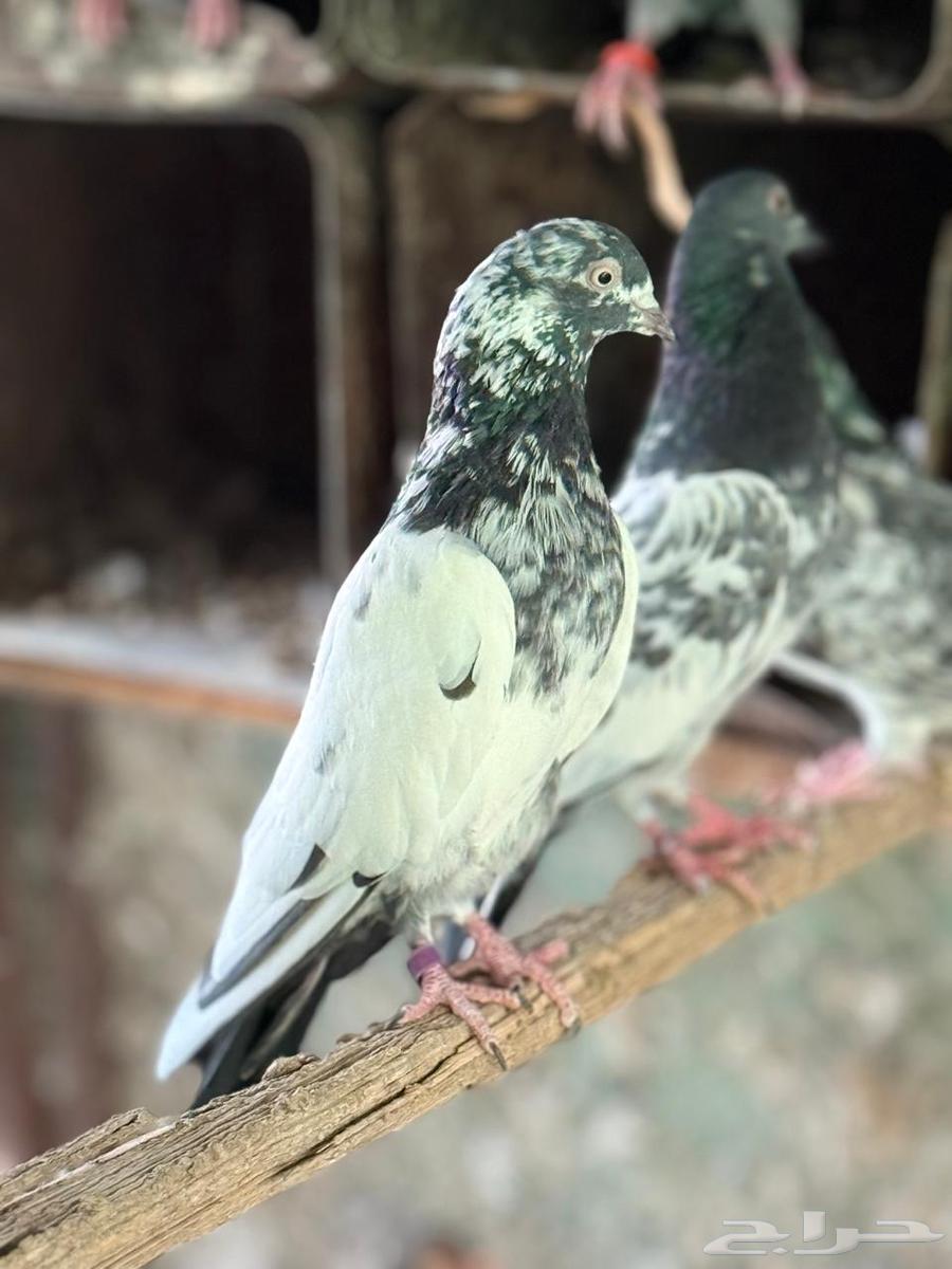 زوج تيدي للبيع64618949688193110