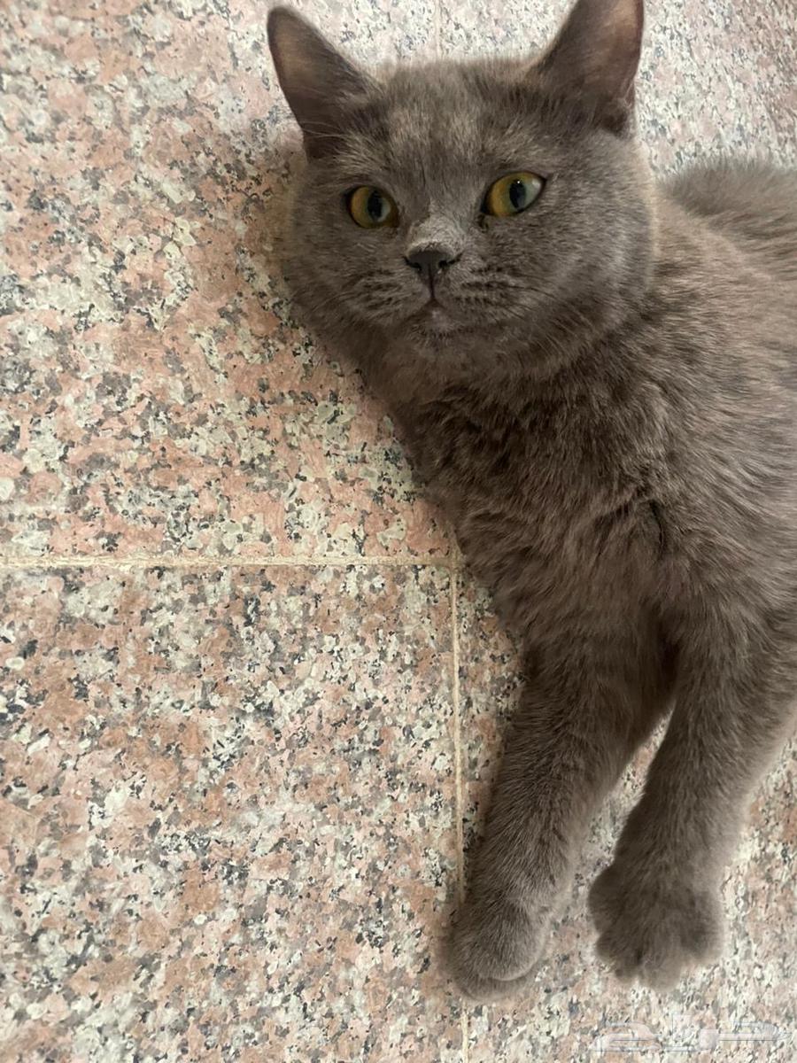 قط سكوتش من آب هملايا اليف انثى64621380450819111