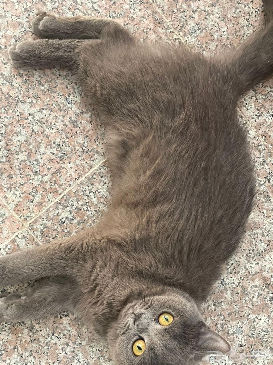 قط سكوتش من آب هملايا اليف انثى64621380450819112