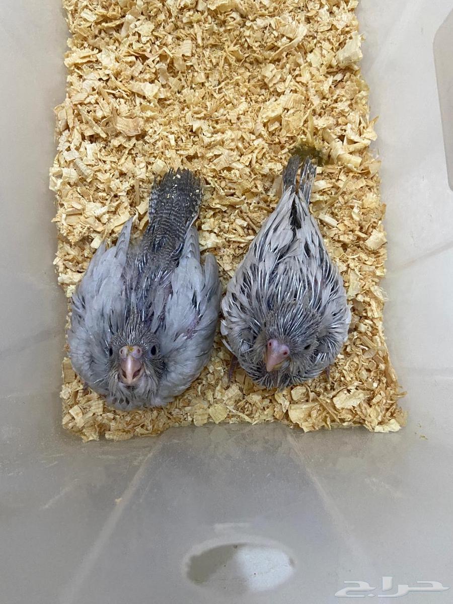 فروخ كوكتيل طفرة الاميرالد من النوادر تم البيع64621330176514110