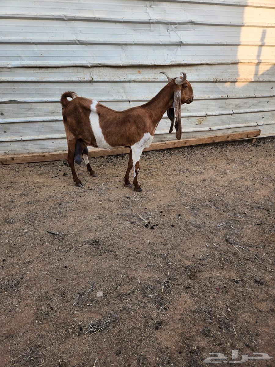 Jointly Owned Goat, Milk Included64624131930754110