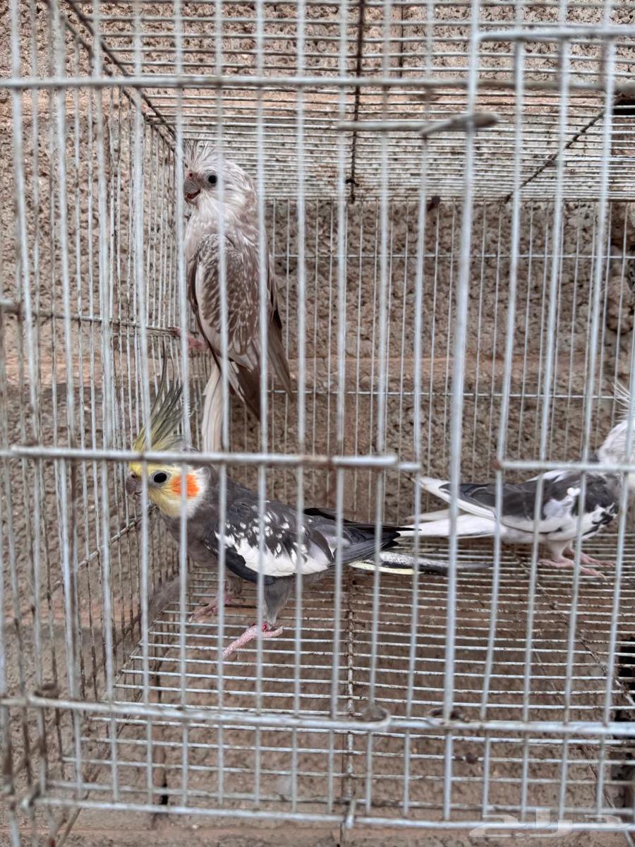 كروان للبيع جوز و فرايد64624303047042114