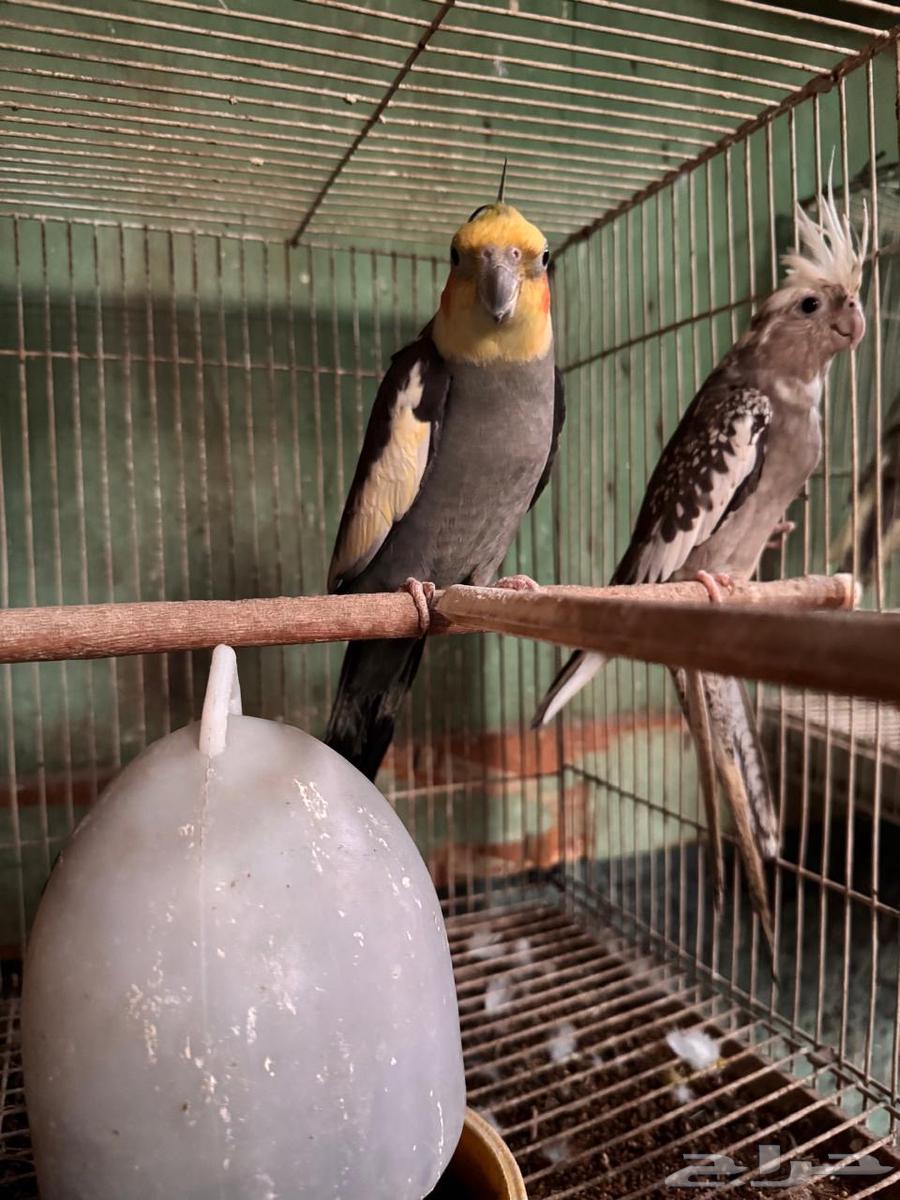 كروان للبيع جوز و فرايد64624303047042112