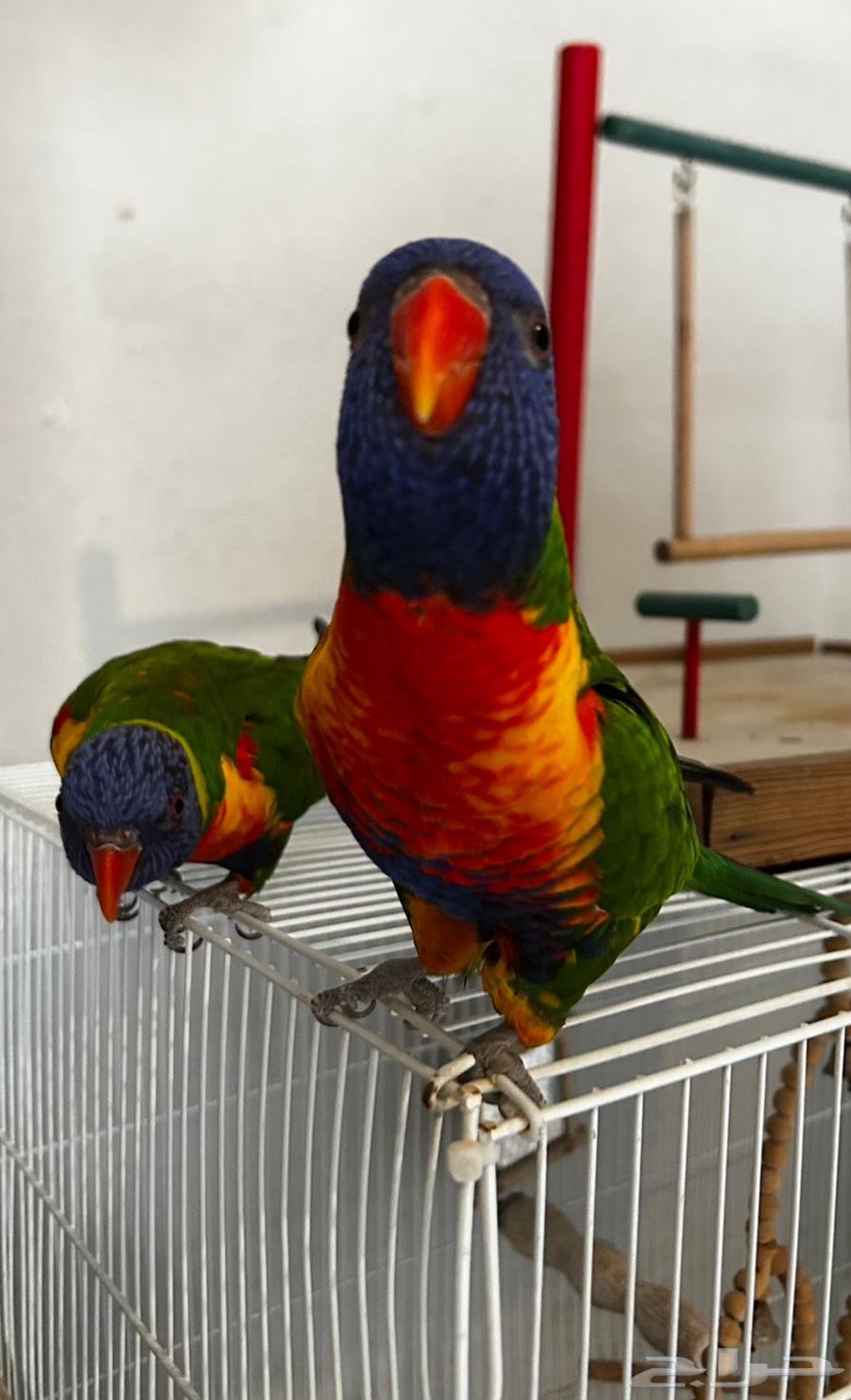 Masha'Allah Lori Rainbow64624989684866111