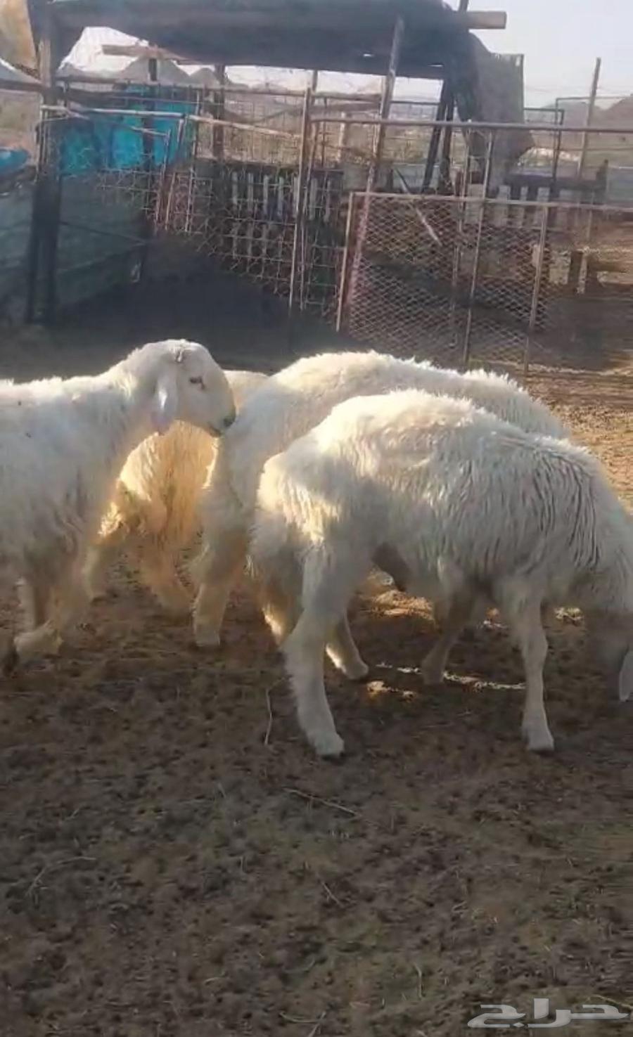 طليان للبيع64617851470593111