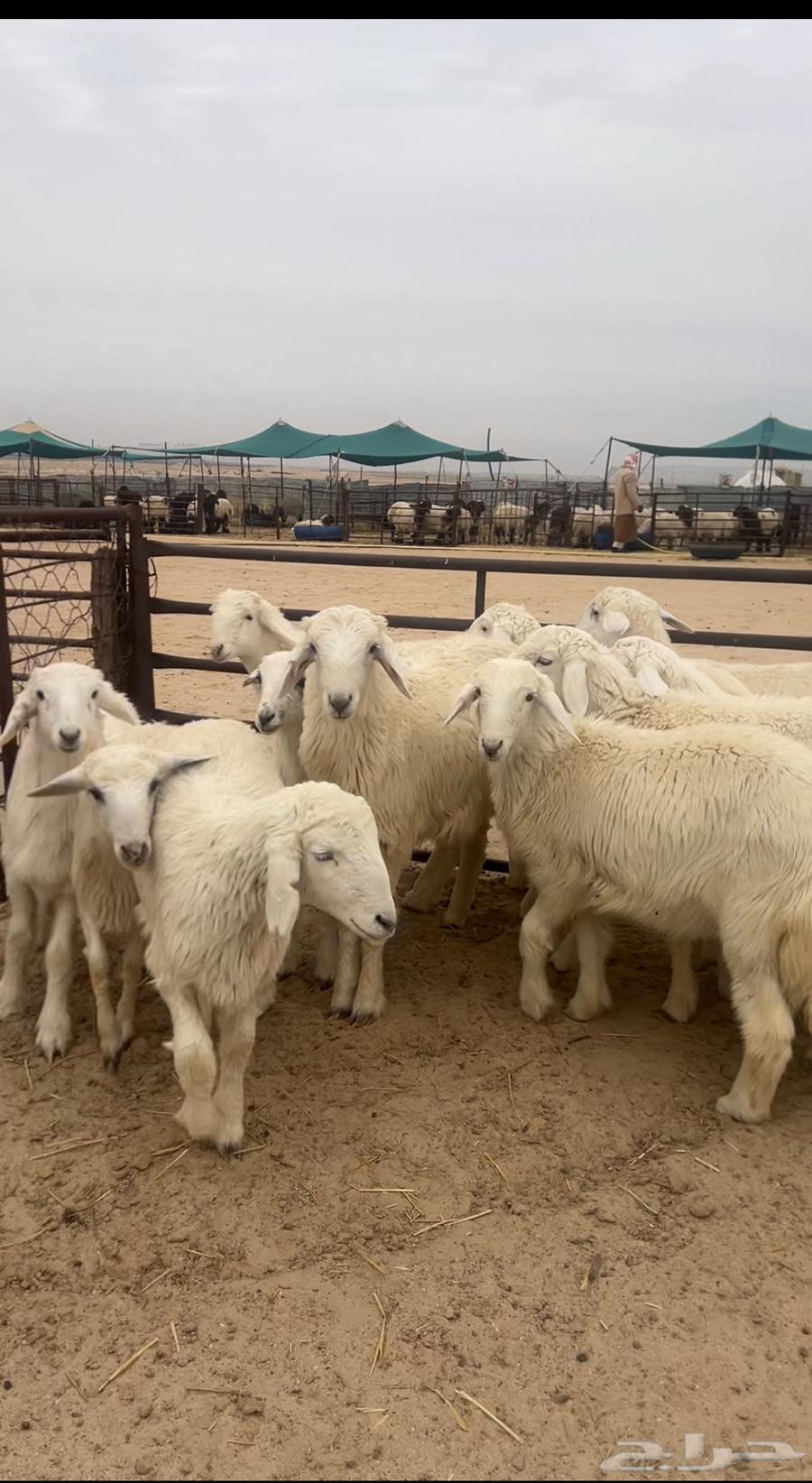 طليان حرية ونعيم64619567604483111