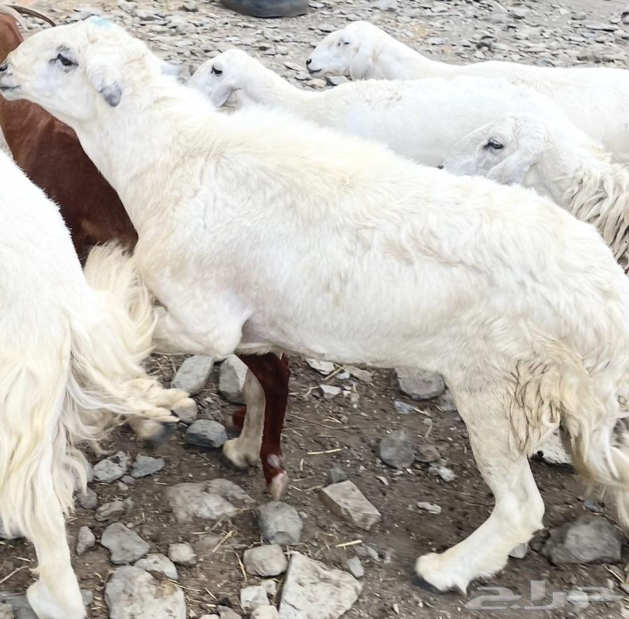 خروف توه جامع حار ماشاءالله64612176976257112