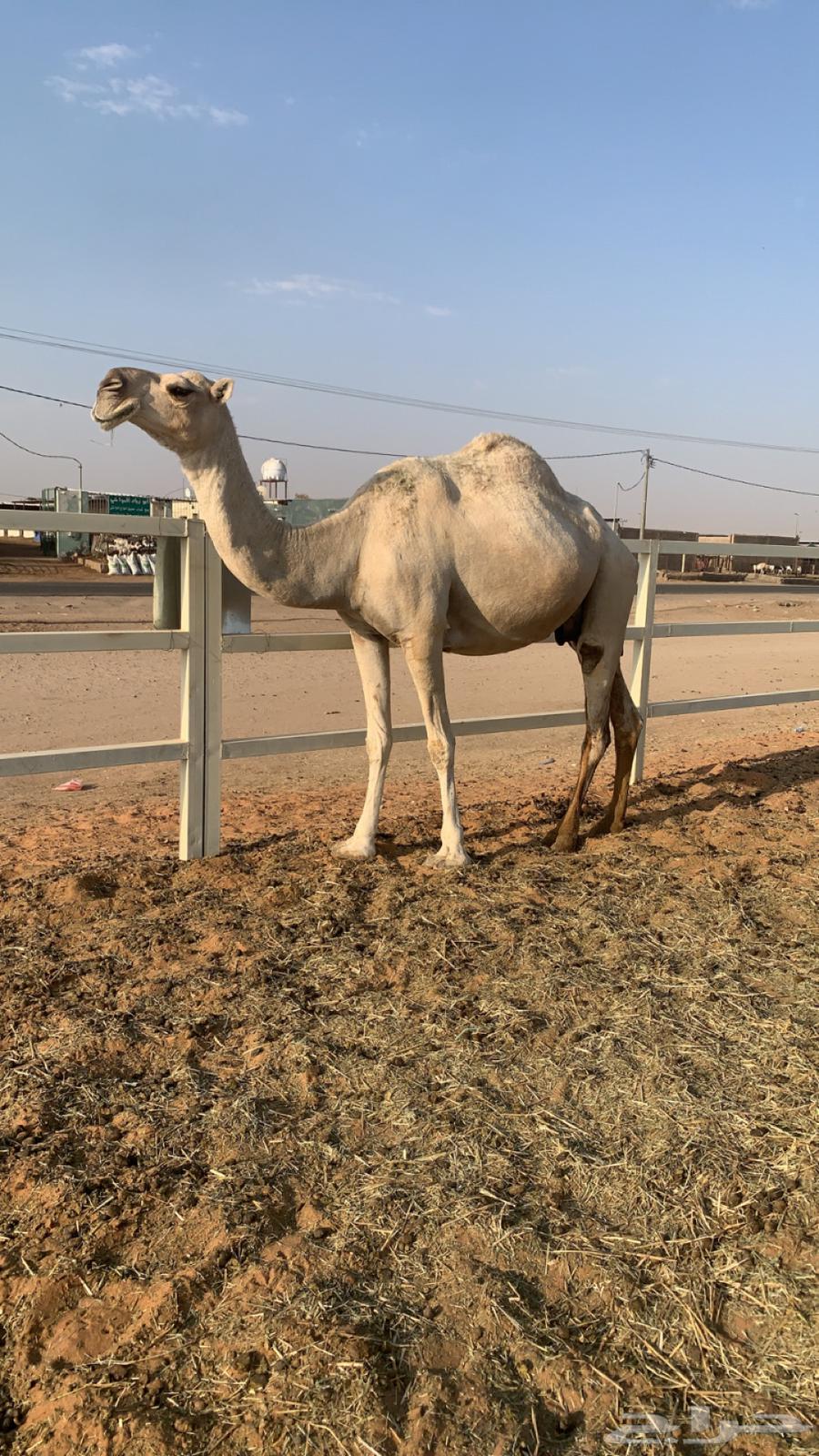 القحه كفو تم البيع64629278896003112