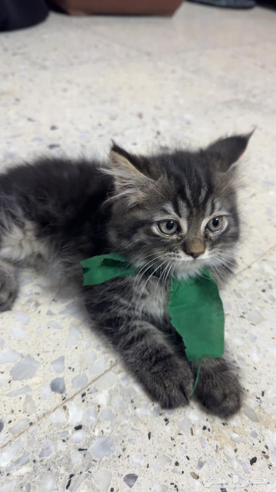 قطط كيتن للبيع مستعجل64626346968834110