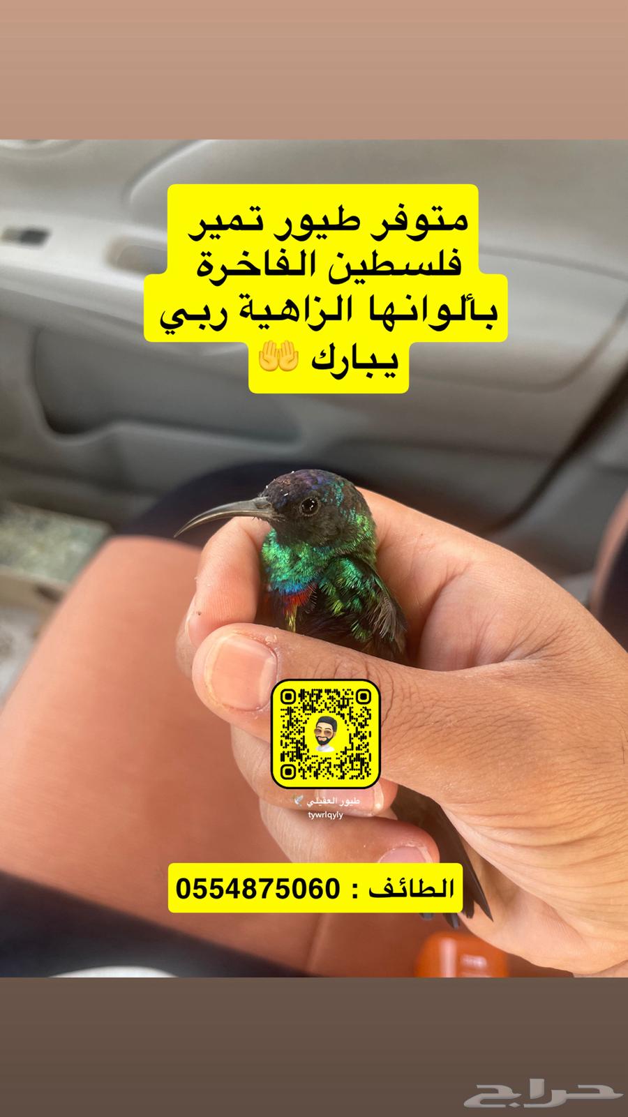 طيور تمير فلسطين فاخرة ربي يبارك64574242520963111