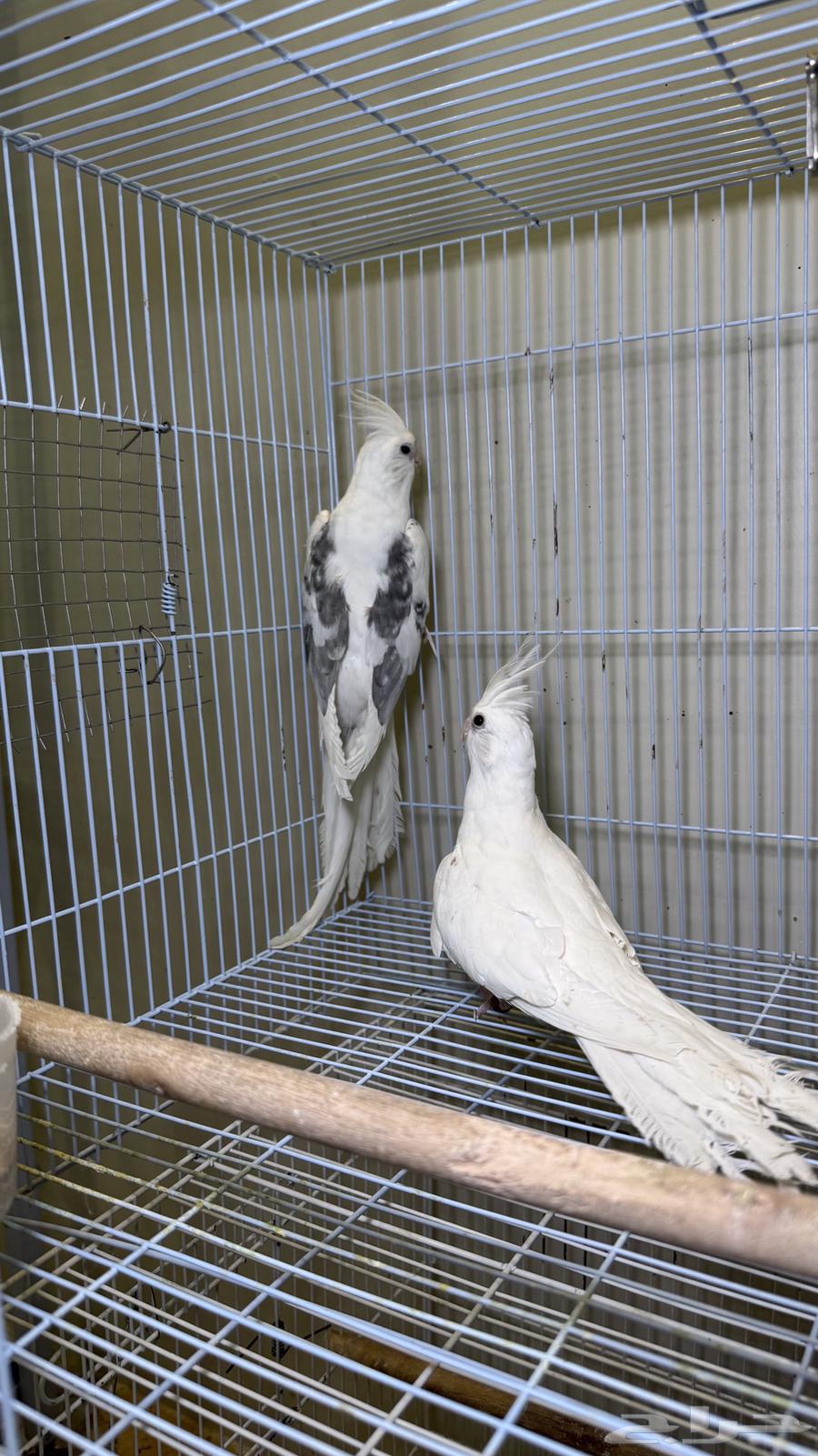 جوز كروان ( تم الببع )64622463013123110