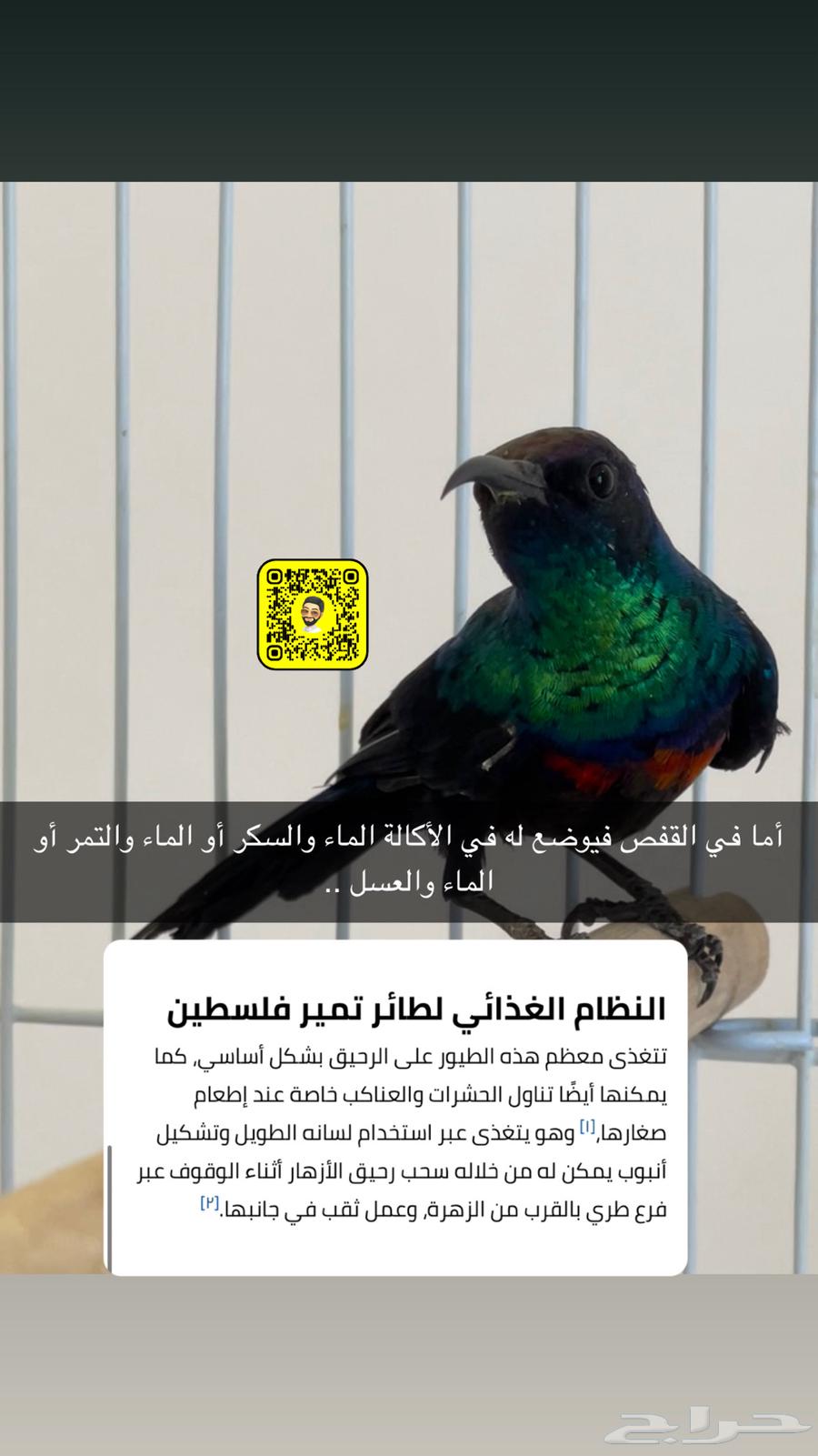 طيور تمير فلسطين فاخرة ربي يبارك64574242520963112