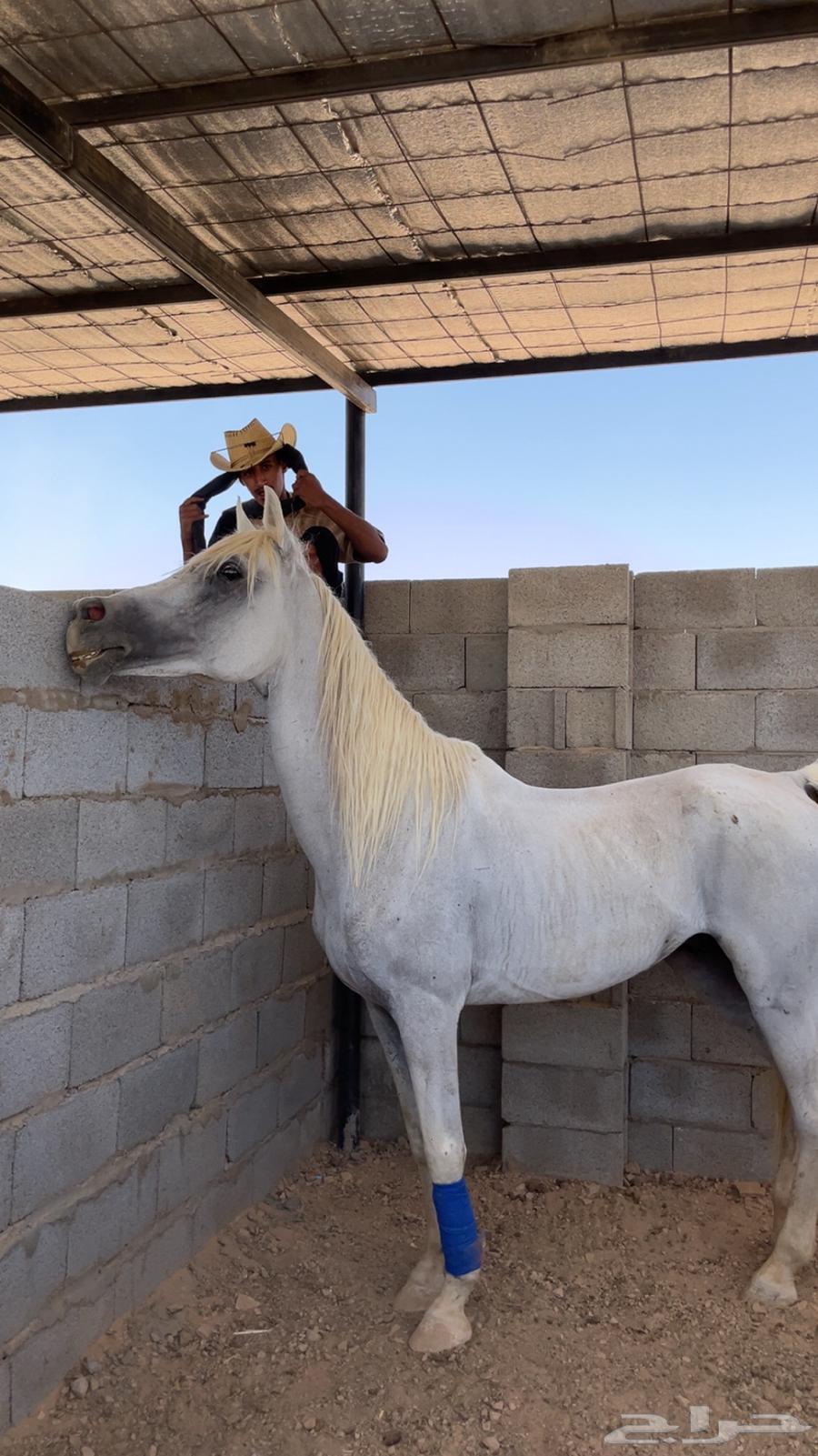 خيل شعبي للبيع64635542632066110