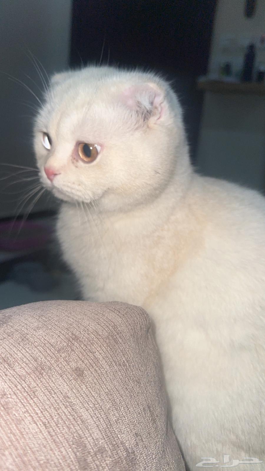 قط سكوتش فولد ذكر للبيع64598021333634110
