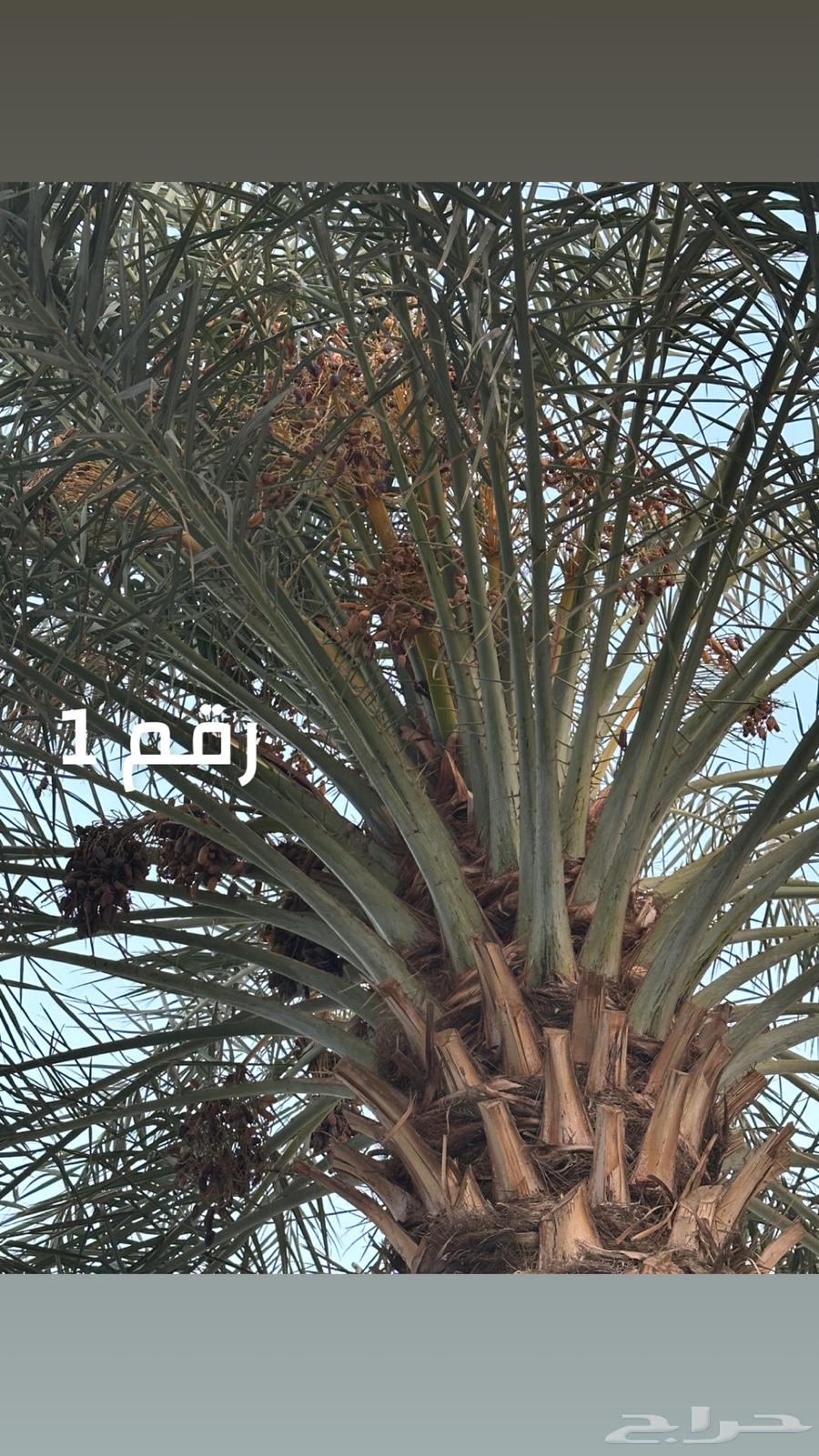 نخل للبيع64635383325571111