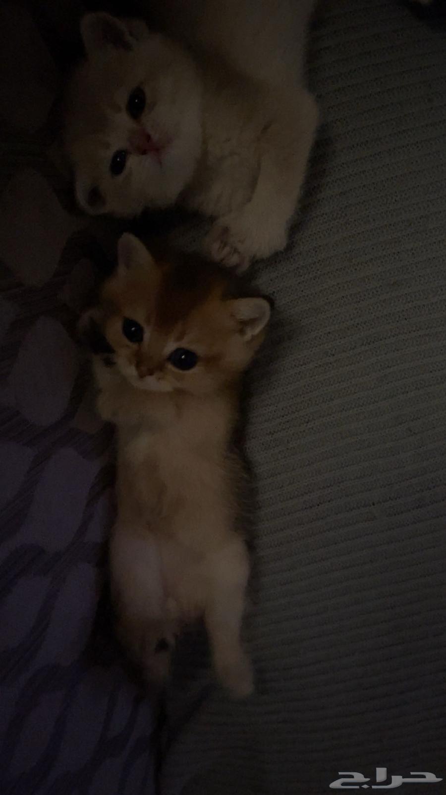 قطط سكوتش وبريتش كتنز للبيع64532437960195112