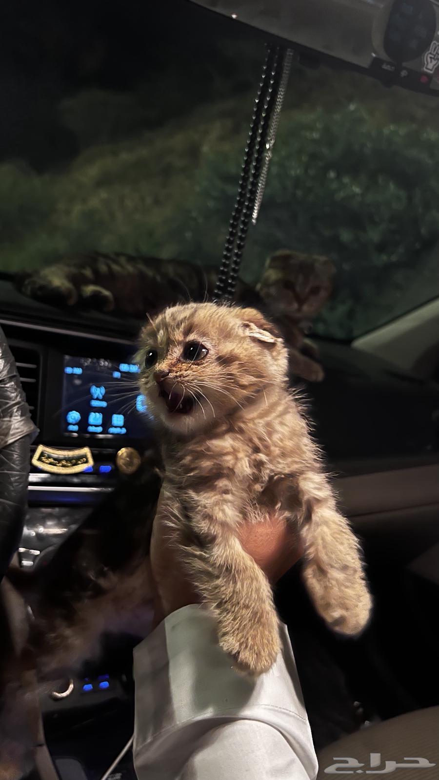 قط سكوتش فولد العمر شهرين64427489535106111