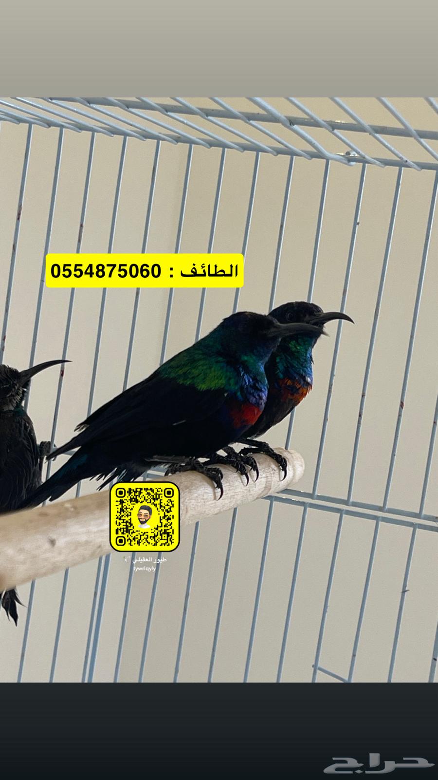 طيور تمير فلسطين فاخرة ربي يبارك64574242520963110