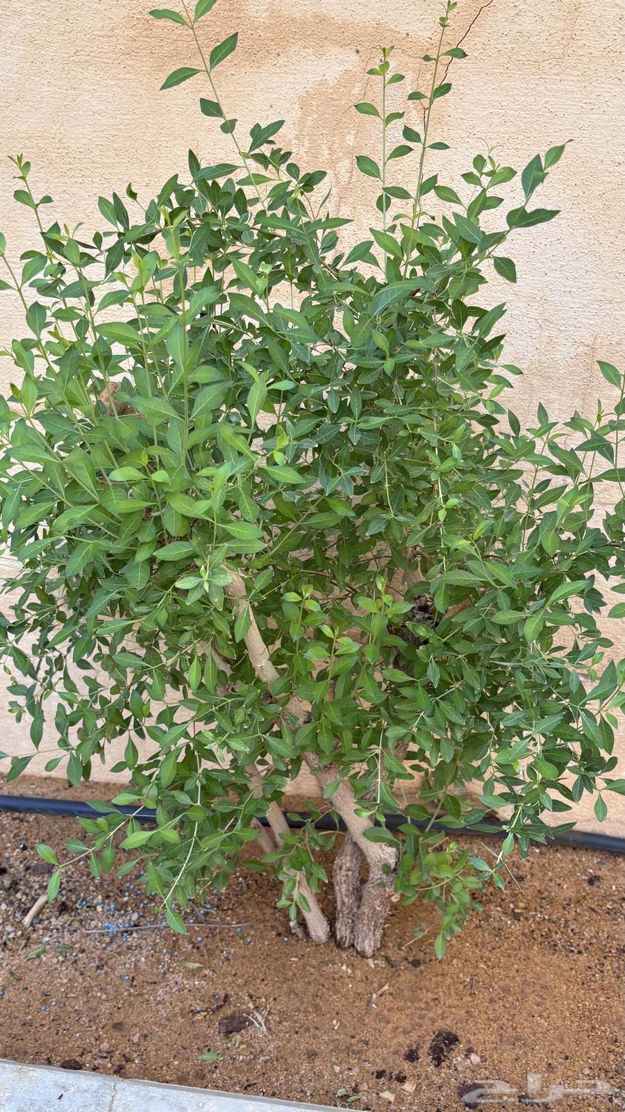 حناء عضويه   من حديقة منزلي64628700954115110