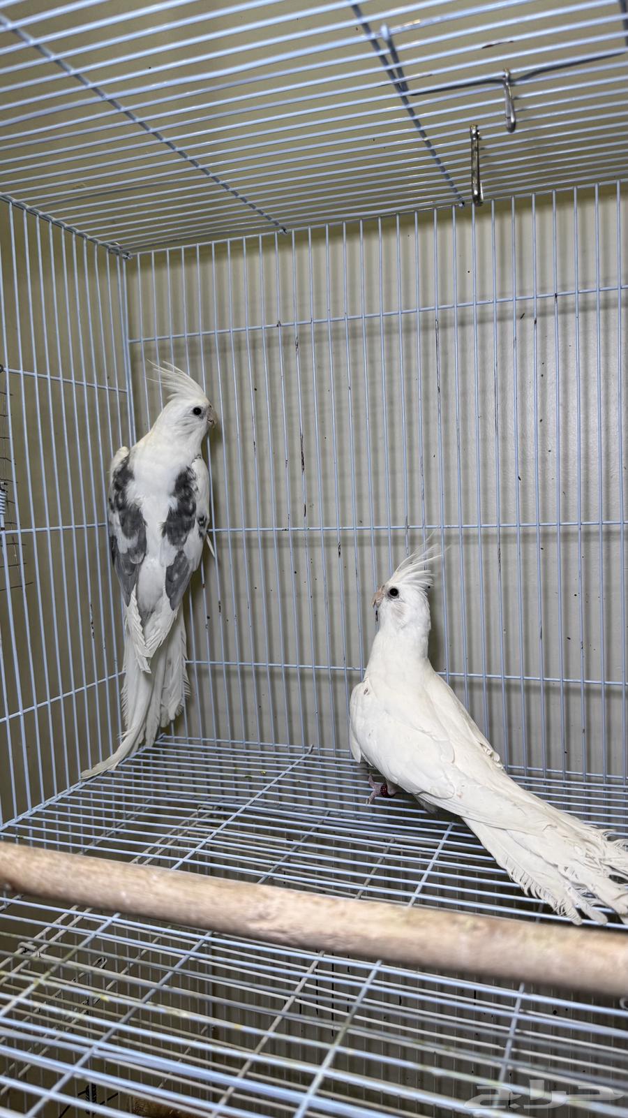 جوز كروان ( تم الببع )64622463013123111