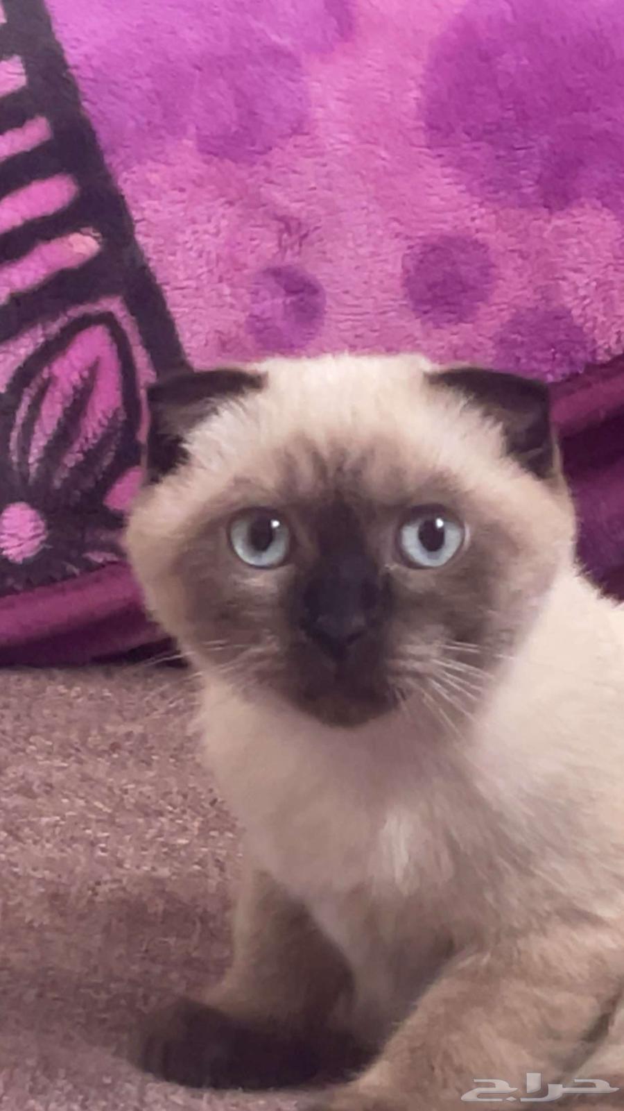 قطه للبيع64618919697410111