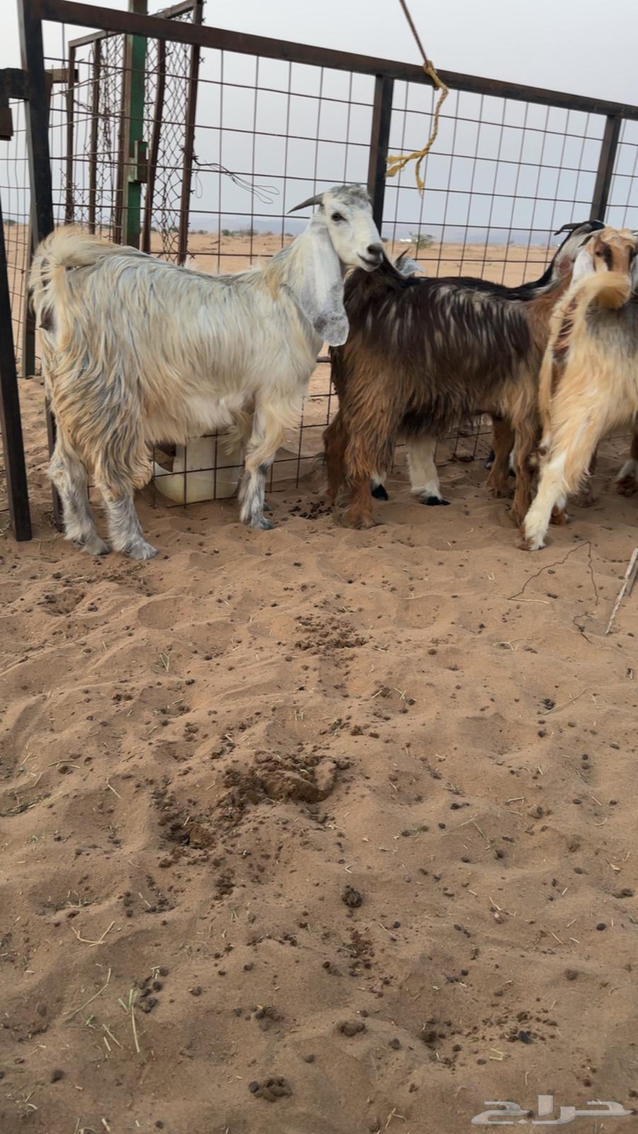 جفار عوارض تم البيع64634368926210111