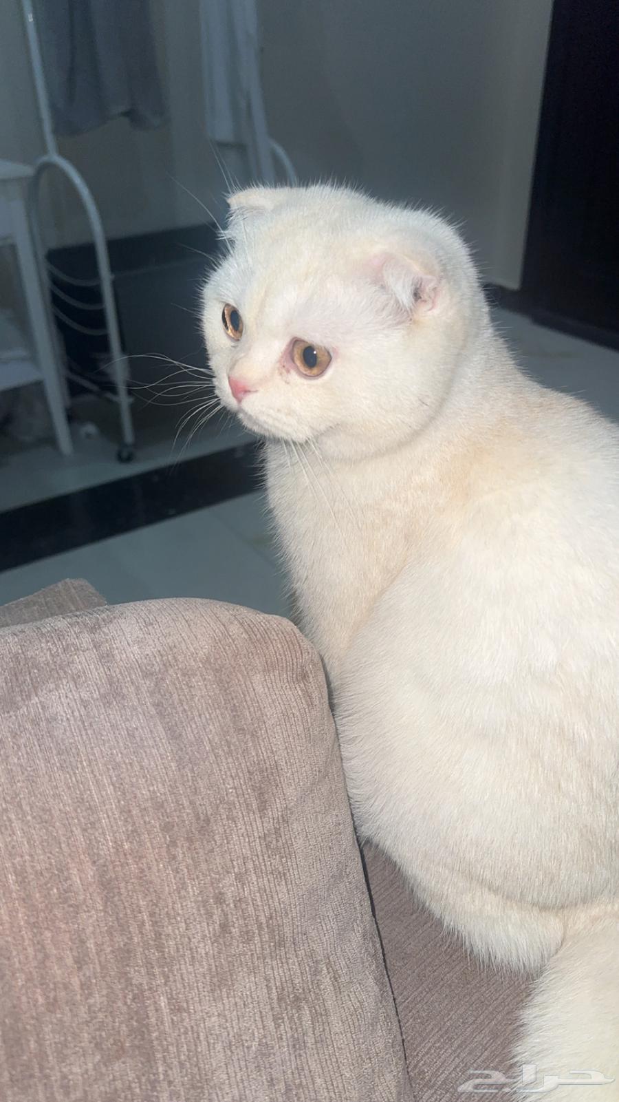 قط سكوتش فولد ذكر للبيع64598021333634111